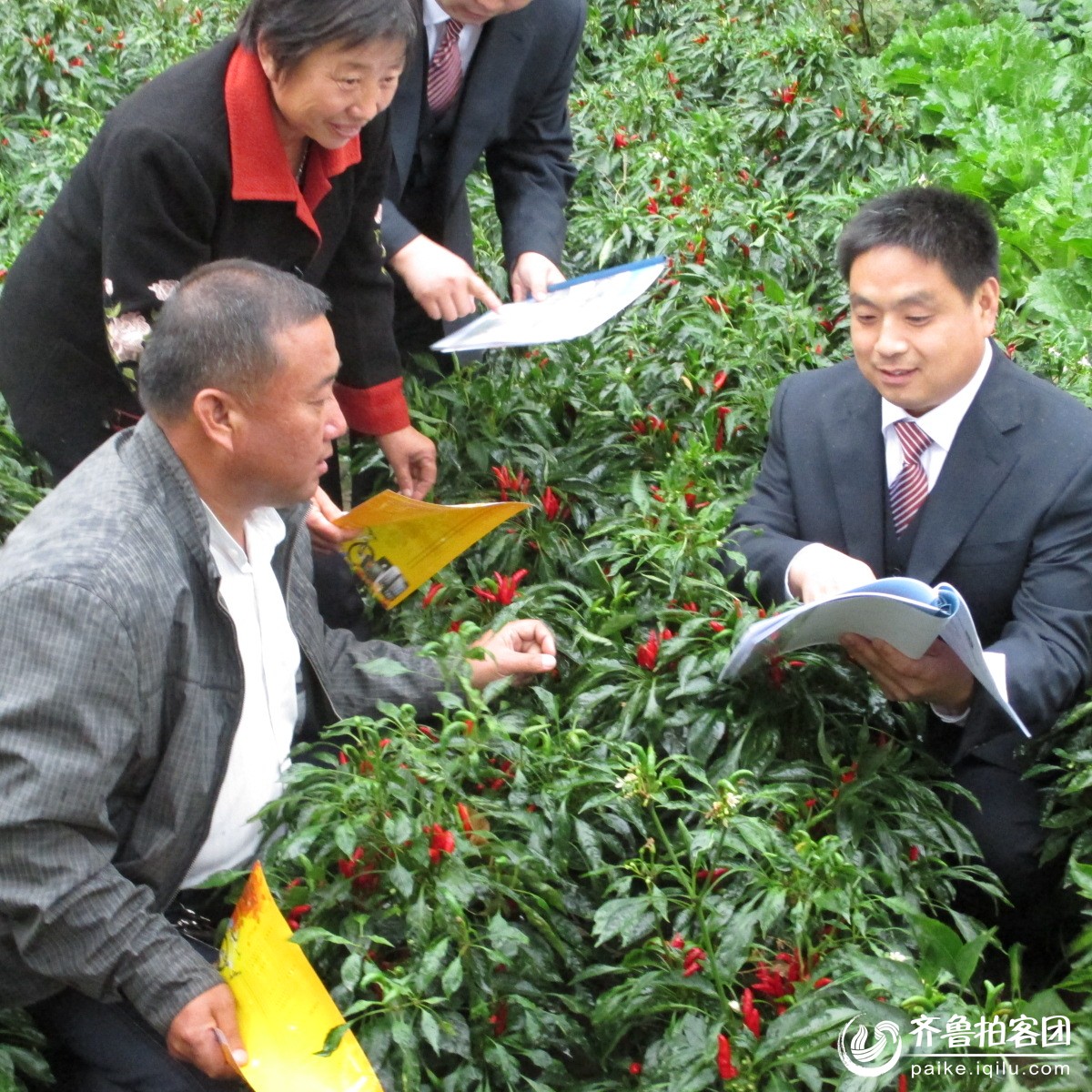 农民致富的主力军 - 德州拍客 - 齐鲁社区 - 山东最大的城市生活社区,山东广播电视台官方社区!
