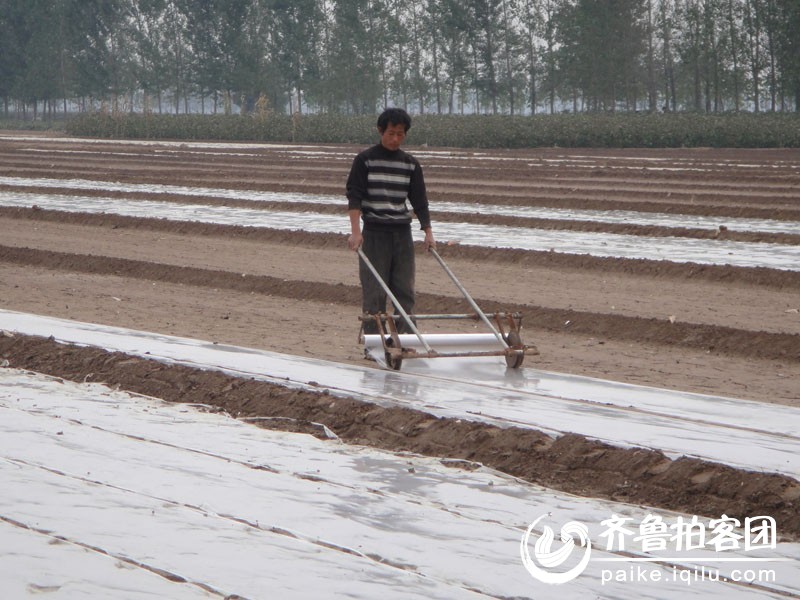 实拍:菏泽拍客告诉您大蒜到底是怎样种成的 - 