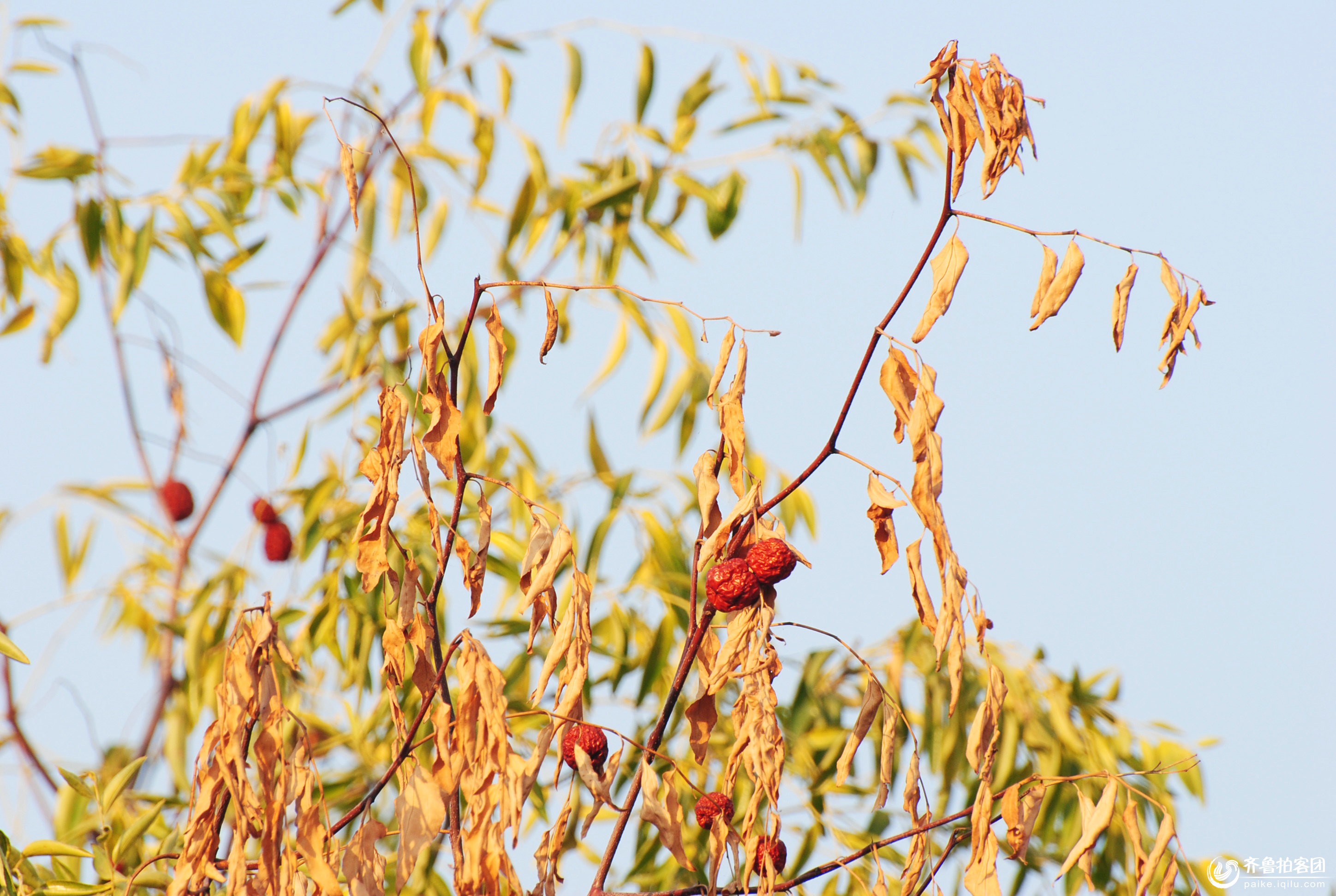 凋零的枣树 - 德州拍客 - 齐鲁社区 - 山东最大的