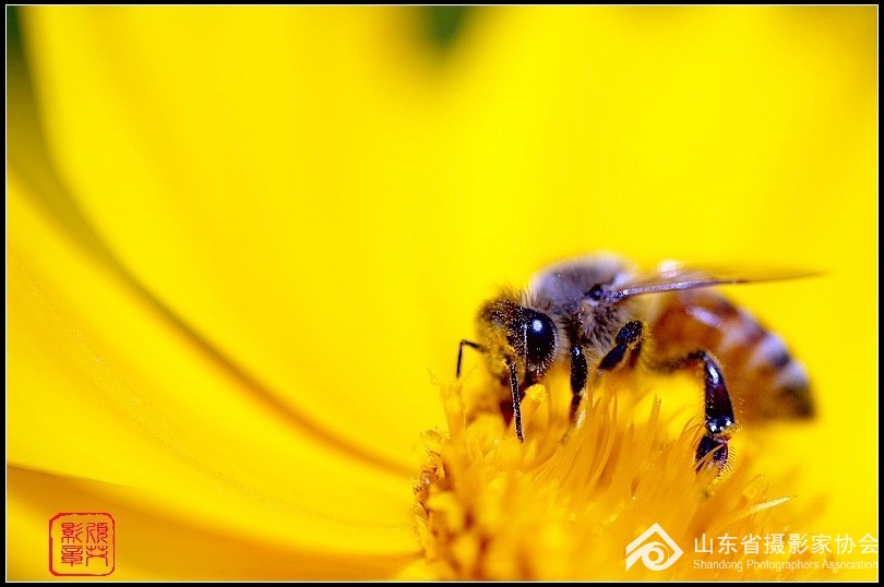 【夏季蜜蜂增多】