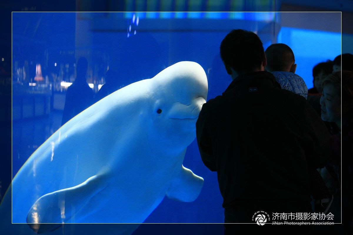 可爱海豚数钱简笔画