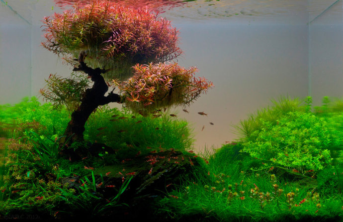 2012ada世界水草造景比赛图片