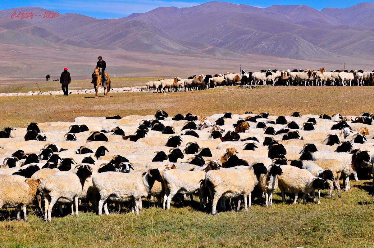 草原的羊群中,大部分都是肉质鲜美的黑头羊.