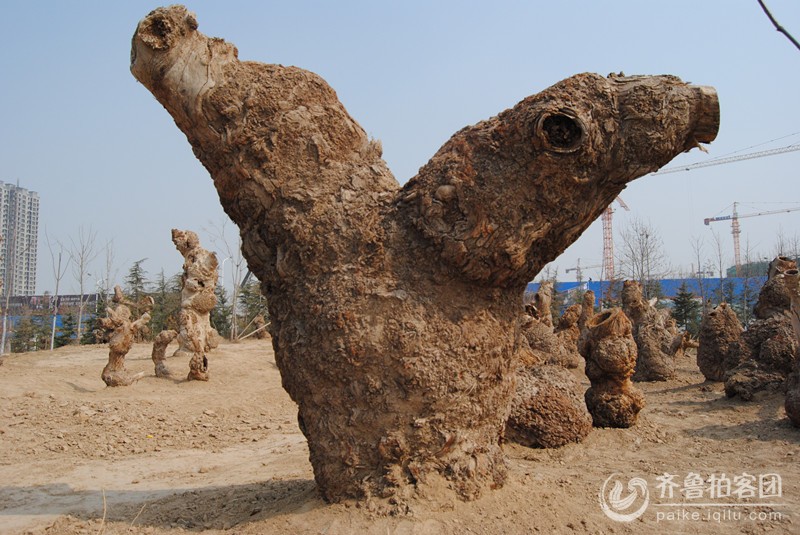 牡丹园里栽这些树疙瘩做什么呢? - 菏泽拍客 - 