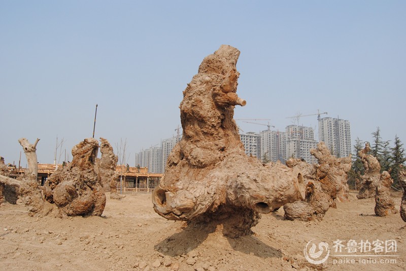 牡丹园里栽这些树疙瘩做什么呢? - 菏泽拍客 - 