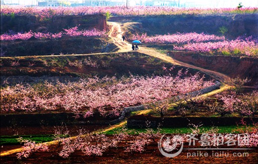 2014中国肥城第13届桃花节将于4月开幕