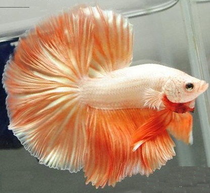 观赏鱼--泰国斗鱼[61P] - 汇天下 - 齐鲁社区 - 山