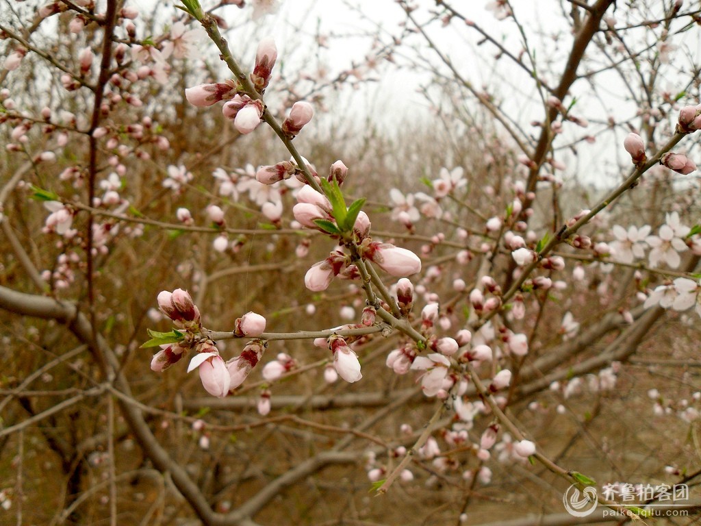 ——唐·吴融《桃花》
