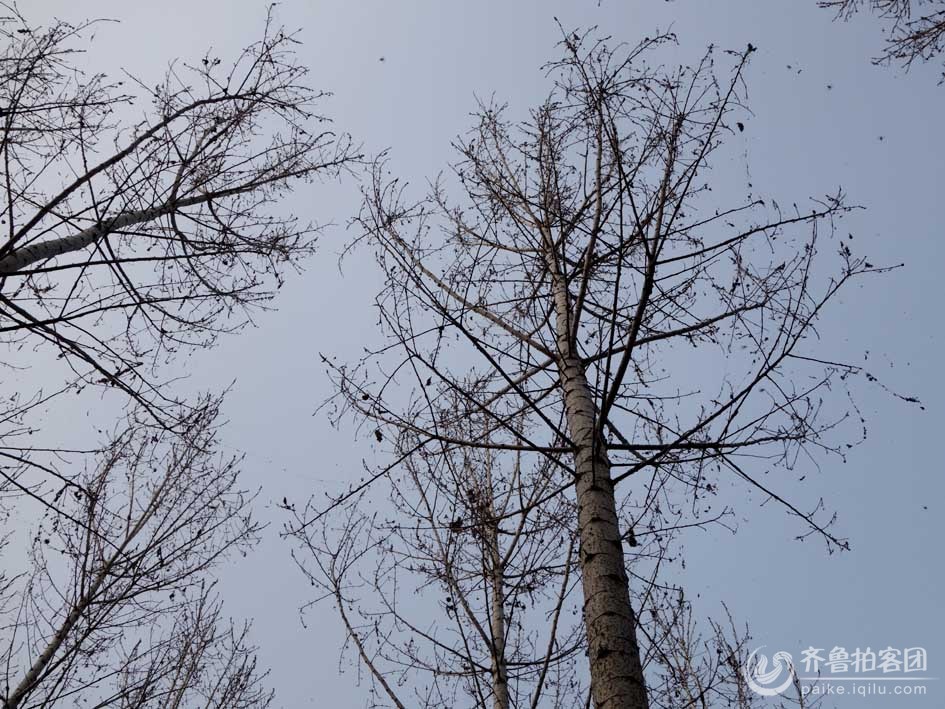 肥城太华村 惊现大面积美国大白蛾,大片树林被