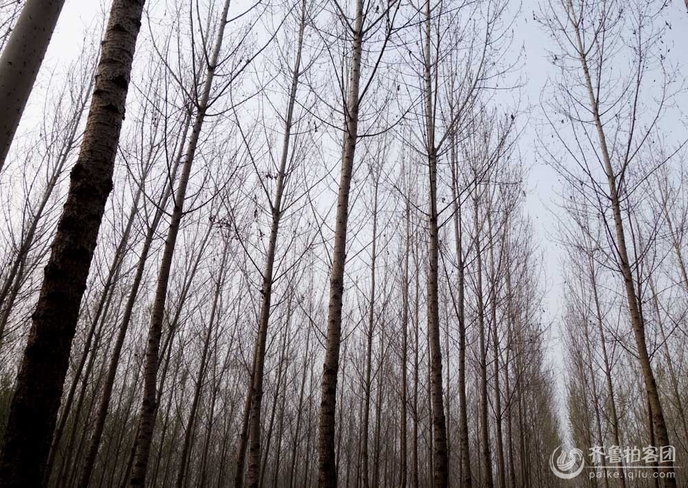 肥城太华村 惊现大面积美国大白蛾,大片树林被