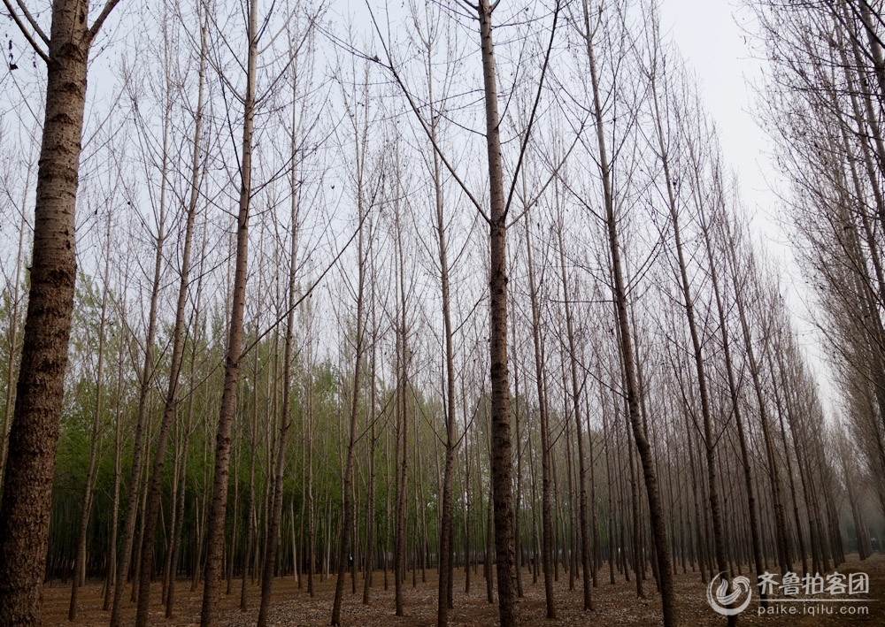 肥城太华村 惊现大面积美国大白蛾,大片树林被