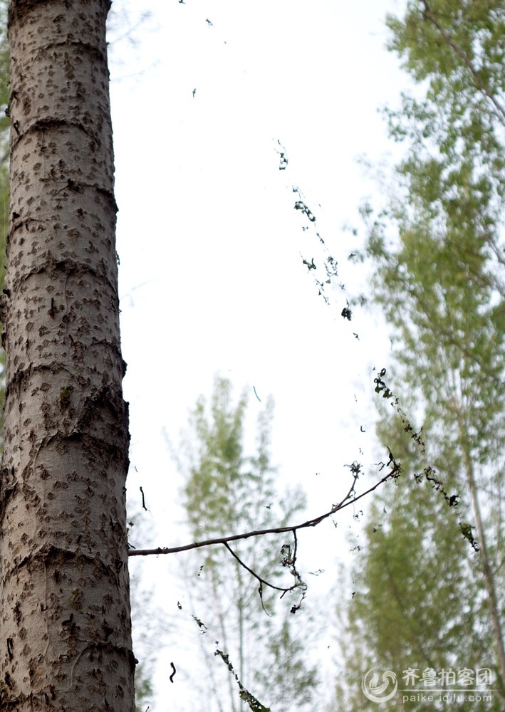 肥城太华村 惊现大面积美国大白蛾,大片树林被