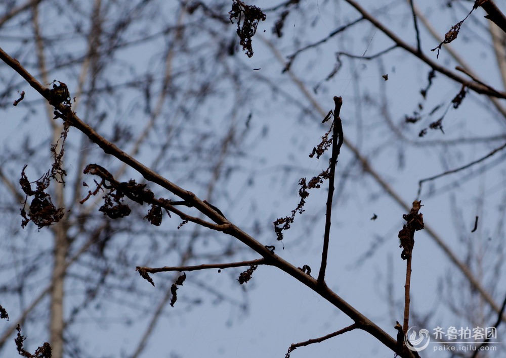 肥城太华村 惊现大面积美国大白蛾,大片树林被