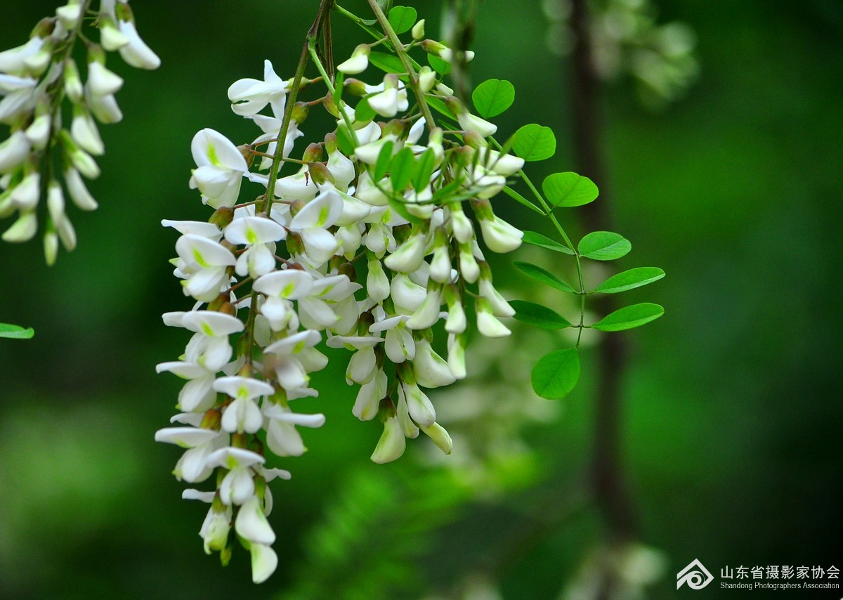 刺槐花的花语有什么含义