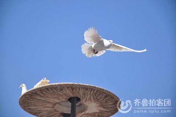 最贵的白鸽 183106ldxdx6a1wivpa1ra.jpg