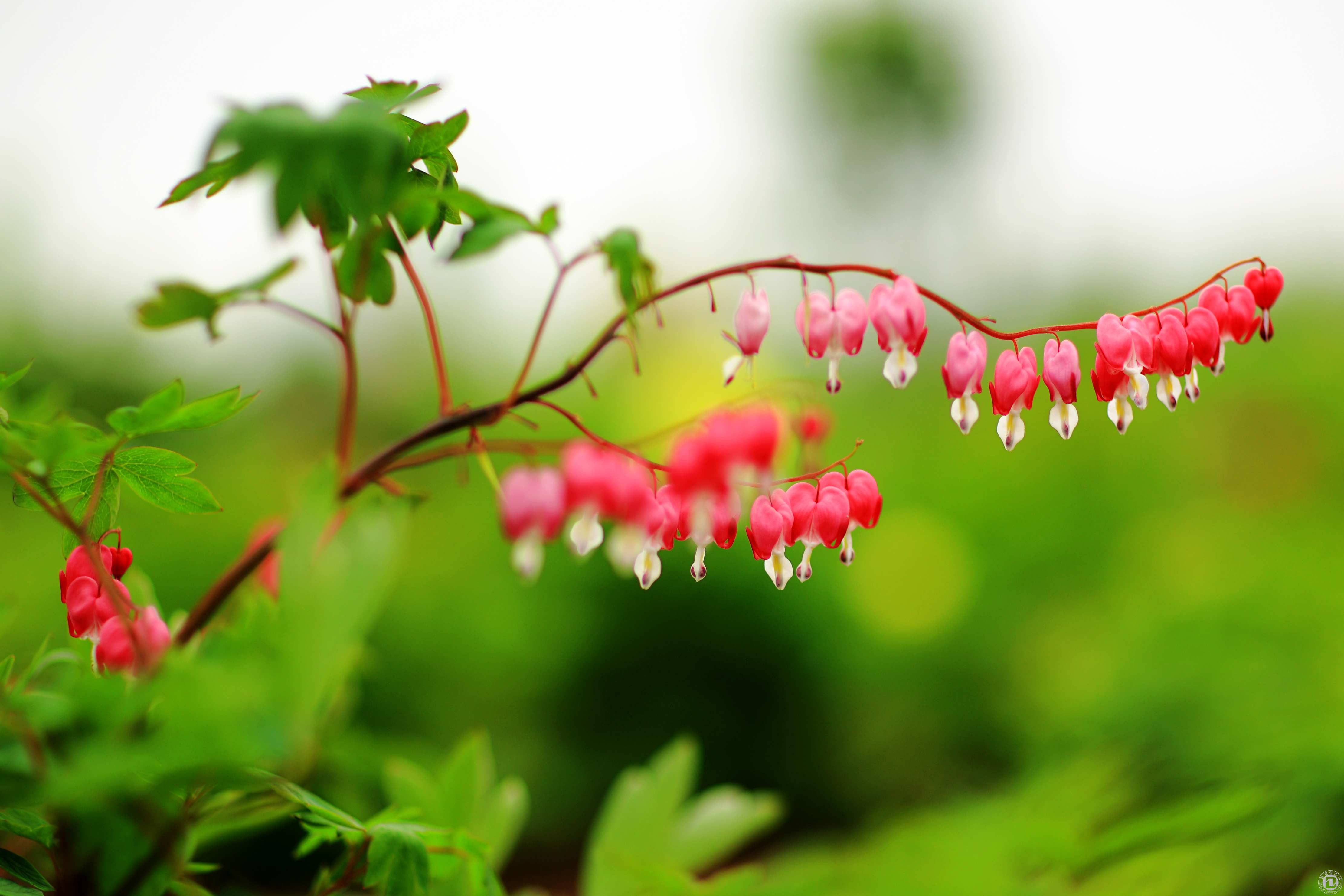 落英缤纷_落英缤纷是什么意思_落英缤纷造句