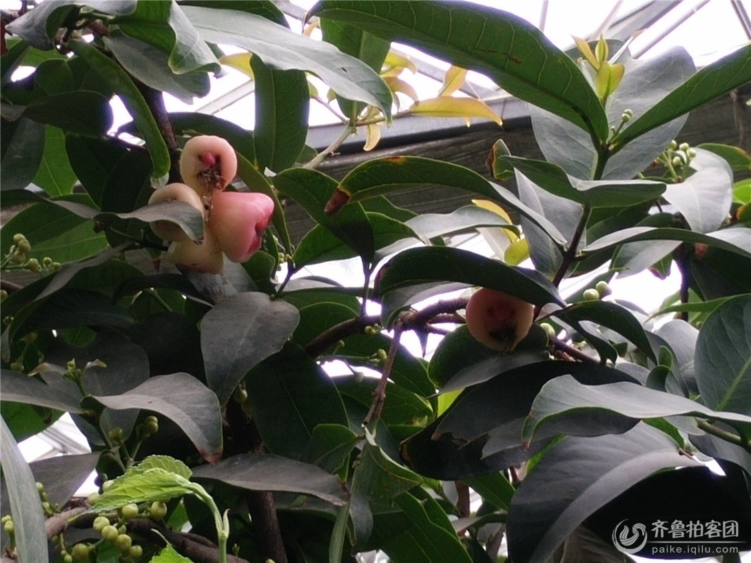 莲雾、代代果的功用 - 东营拍客 - 齐鲁社区 - 山