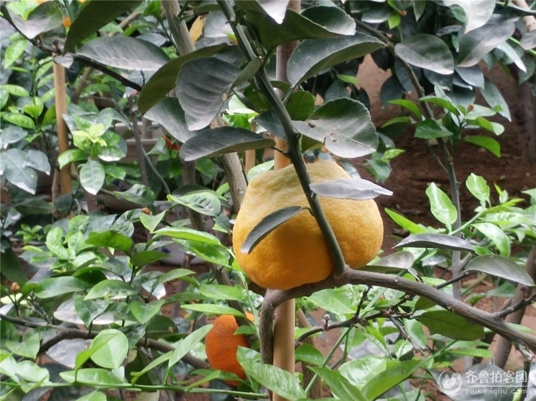 莲雾、代代果的功用 - 东营拍客 - 齐鲁社区 - 山