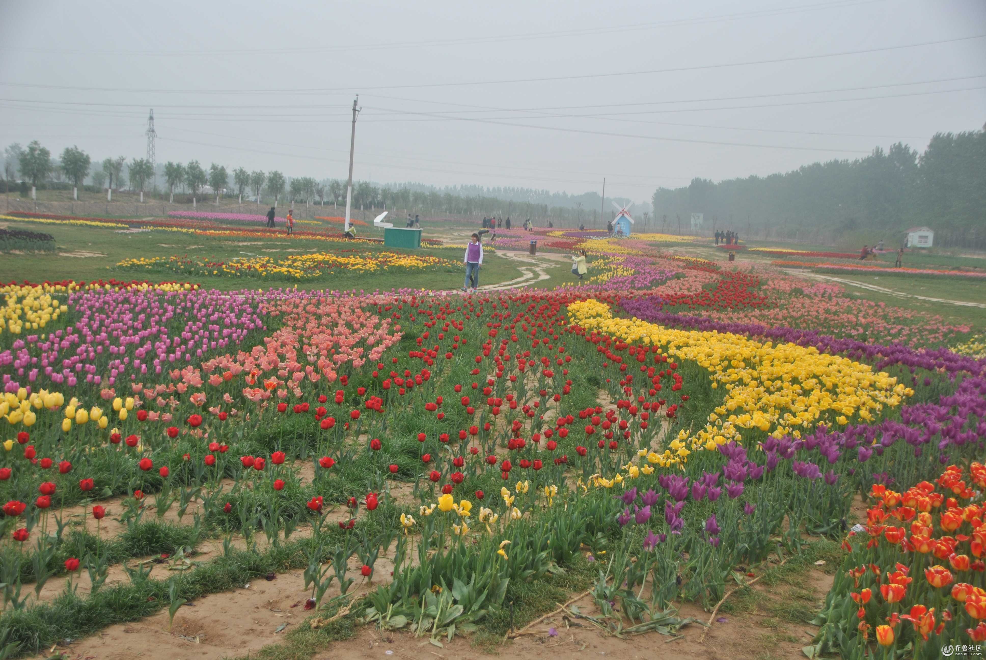 【中国梦 西安行】反程长垣看花展 - 潍坊骑行