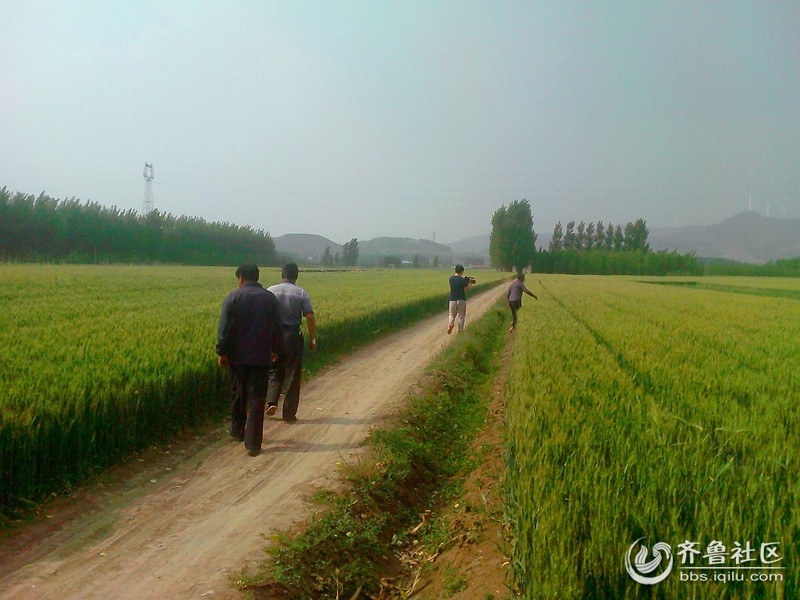 各级农业部门--关注马站镇小麦受灾情况 - 沂水