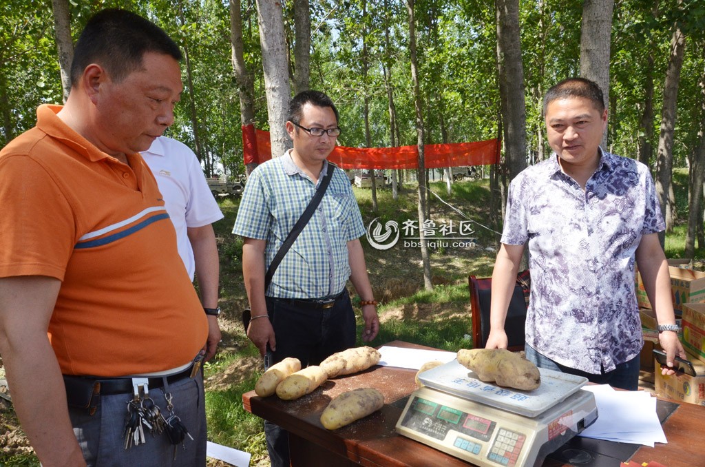 <em>九女</em>集镇鑫盛源农业合作社40亩马铃薯喜获丰