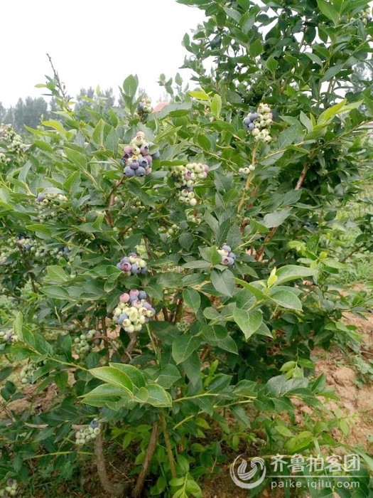 沂水县杨庄蓝莓采摘节 - 临沂拍客 - 齐鲁社区 -