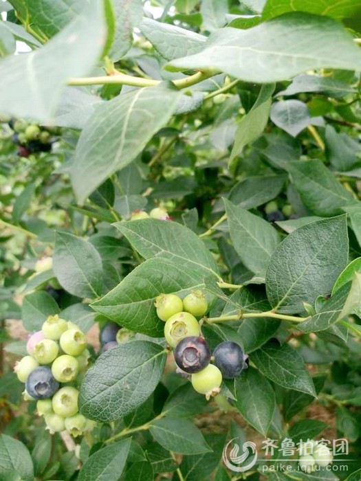 沂水县杨庄蓝莓采摘节 - 临沂拍客 - 齐鲁社区 -