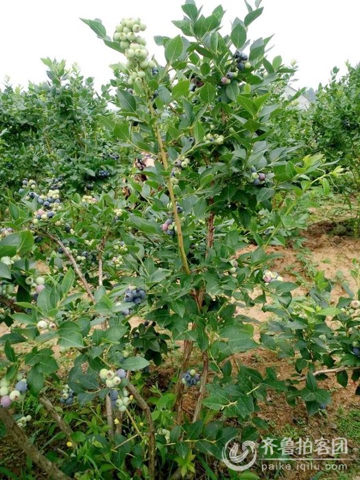 沂水县杨庄蓝莓采摘节 - 临沂拍客 - 齐鲁社区 -