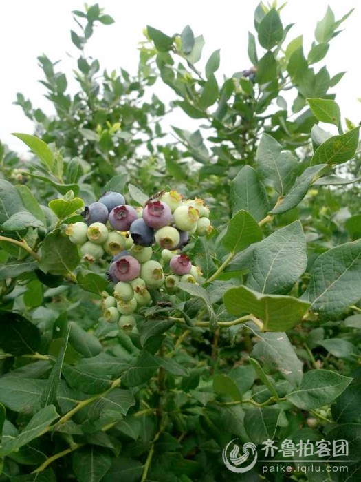 沂水县杨庄蓝莓采摘节 - 临沂拍客 - 齐鲁社区 -