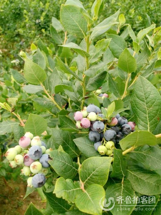 沂水县杨庄蓝莓采摘节 - 临沂拍客 - 齐鲁社区 -