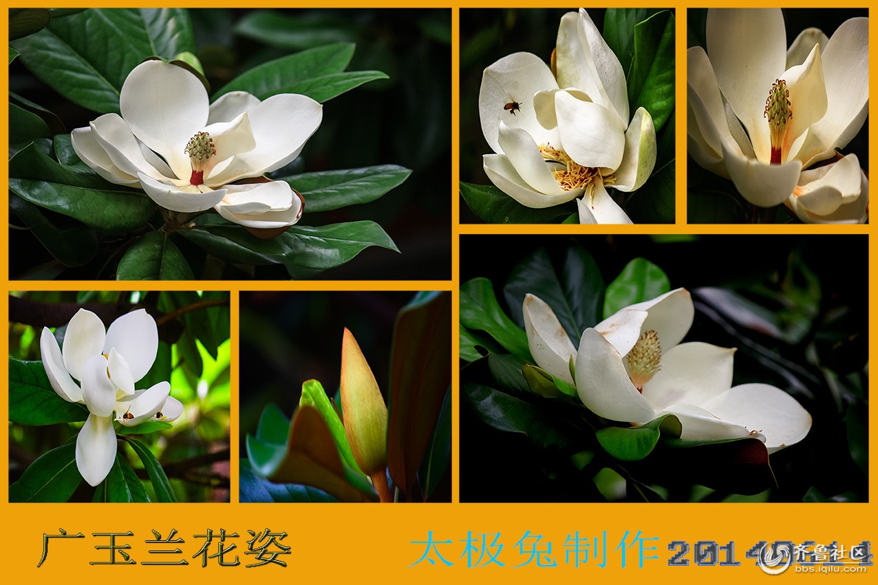 广玉兰花姿jpg02.jpg