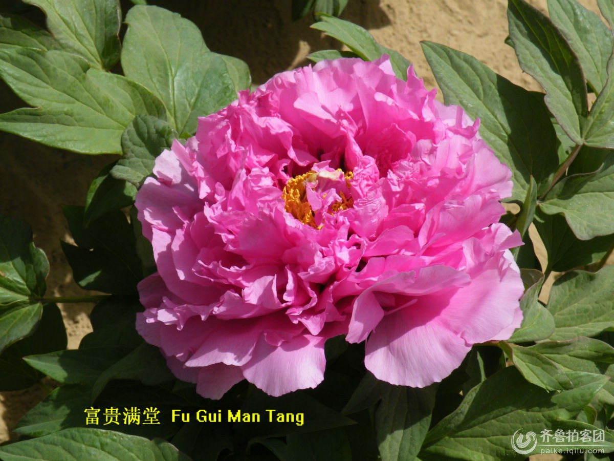 菏泽牡丹红色品种3 - 菏泽拍客 - 齐鲁社区 - 山东