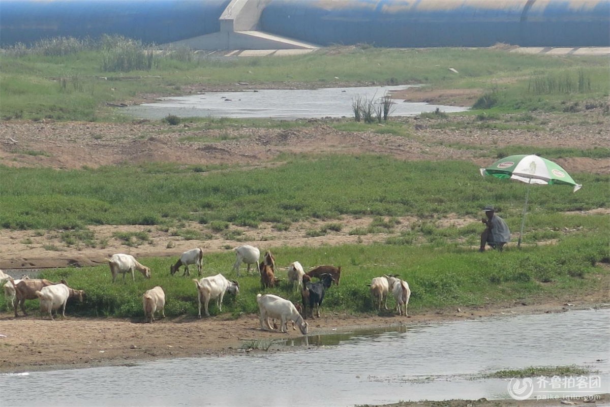  放牧人  - 济宁拍客 - 齐鲁社区 - 山东最大的城市