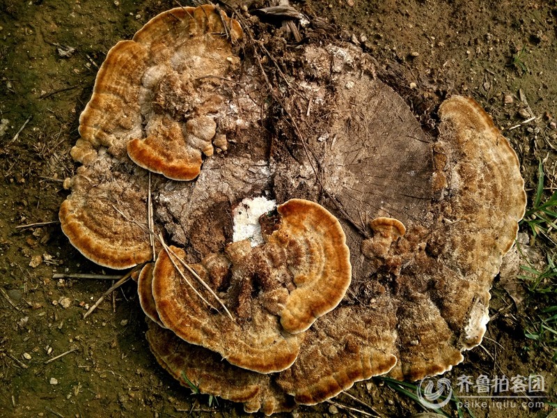 假灵芝有吗_灵芝速写图_灵芝白玉芝_灵芝红枣鸡汤 ...