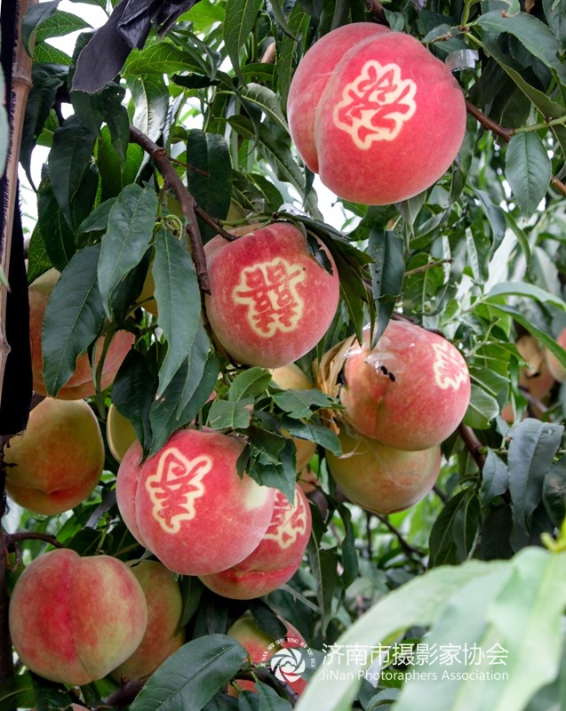 肥城桃采摘