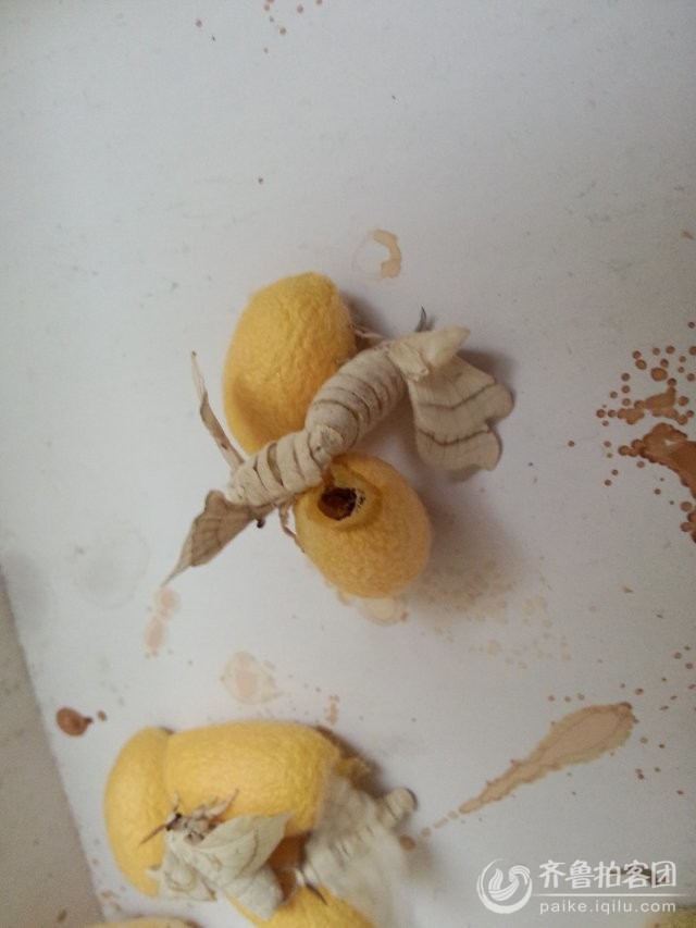 2014年春蚕一生(十二)--蚕蛾交尾 - 东营拍客 -