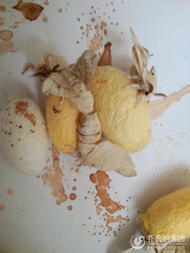 2014年春蚕一生(十二)--蚕蛾交尾 - 东营拍客 -