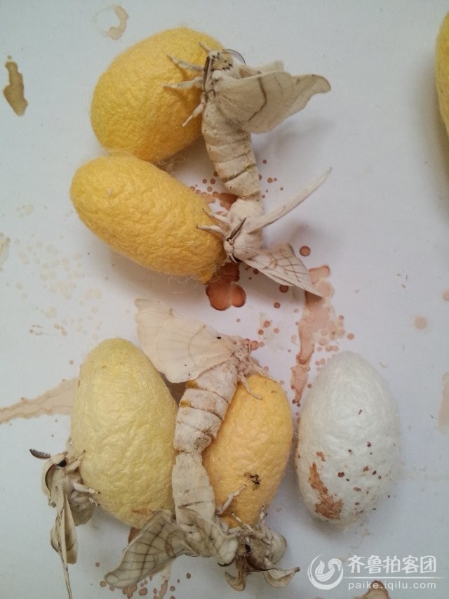 2014年春蚕一生(十二)--蚕蛾交尾 - 东营拍客 -