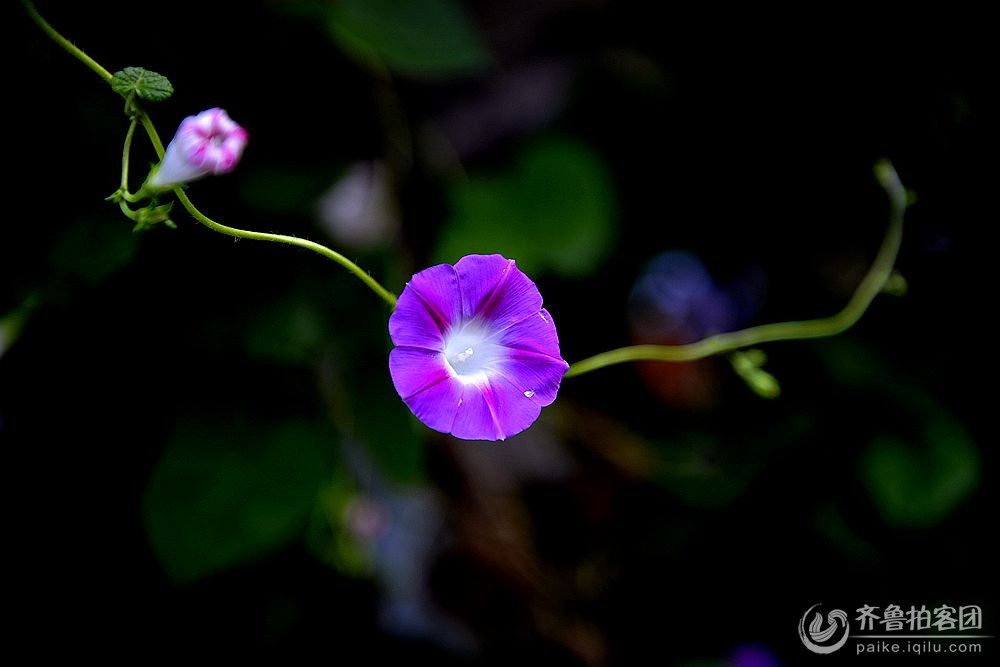 {岁月匆匆,又是一年花开}.