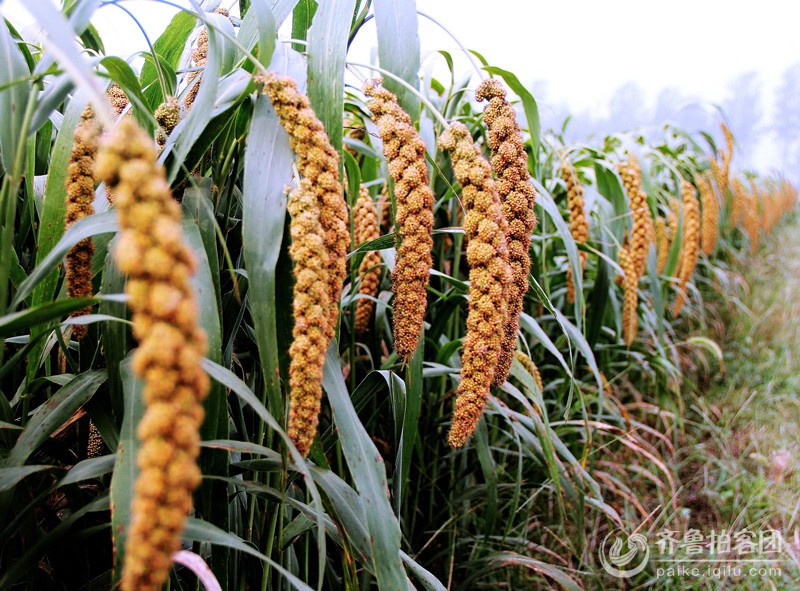 谷子地里的歌声笑声 - 菏泽拍客 - 齐鲁社区 - 山