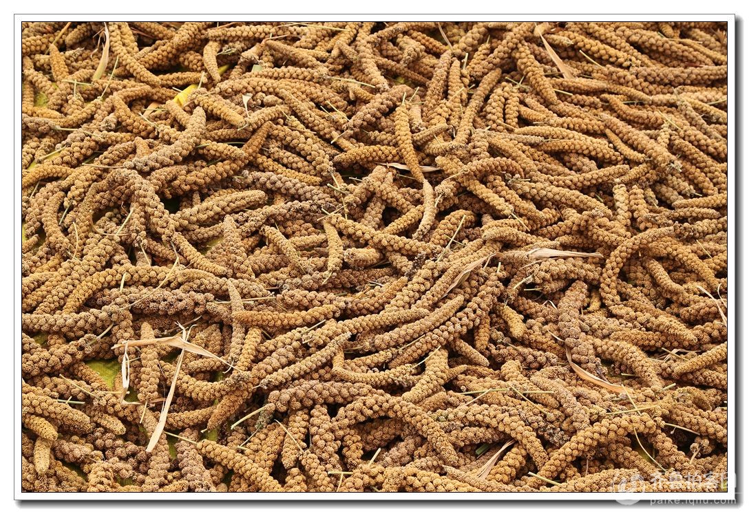 柘山谷子又是丰收年 - 潍坊拍客 - 齐鲁社区 - 山东最大的城市生活社区,山东广播电视台官方社区!