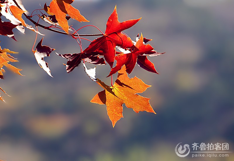 醉美红叶谷之一--片片枫叶片片情 - 菏泽拍客 - 