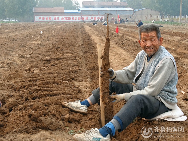 滨州市邹平县特产(一)长山山药