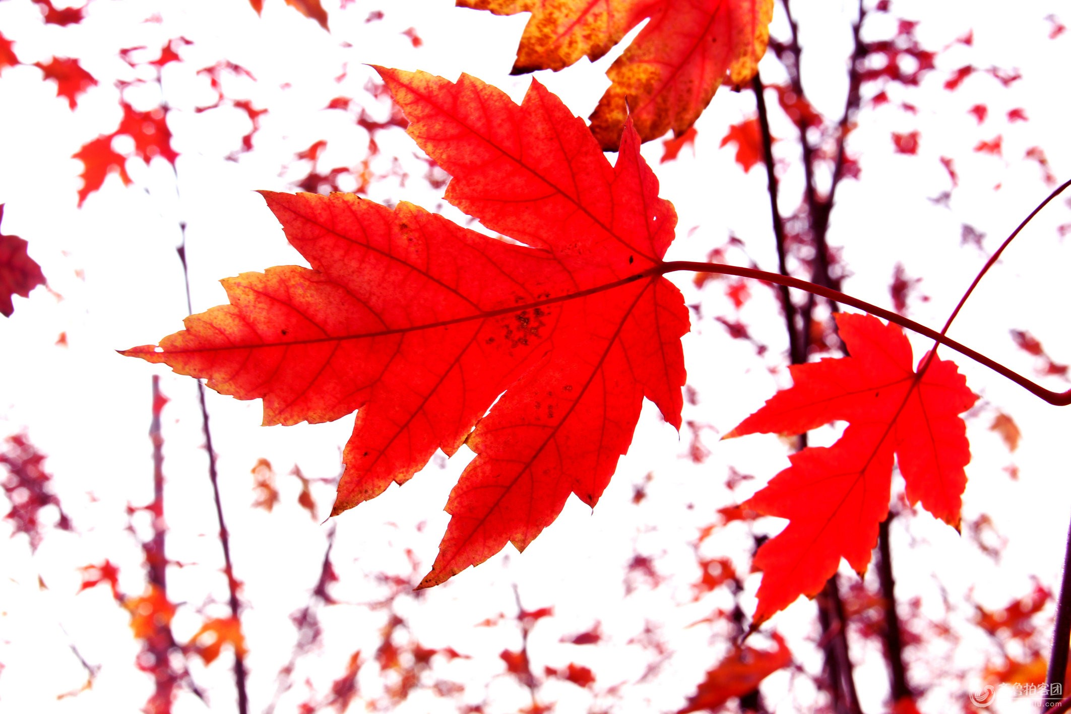 泗水的枫叶红了 - 济宁拍客 - 齐鲁社区 - 山东最