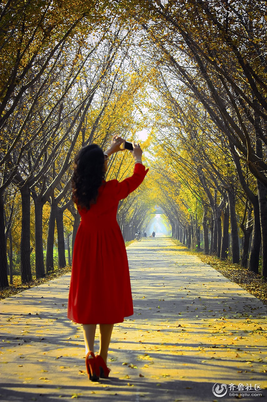 江苏邳州银杏林基地拍摄 - 枣庄老年文艺协会 