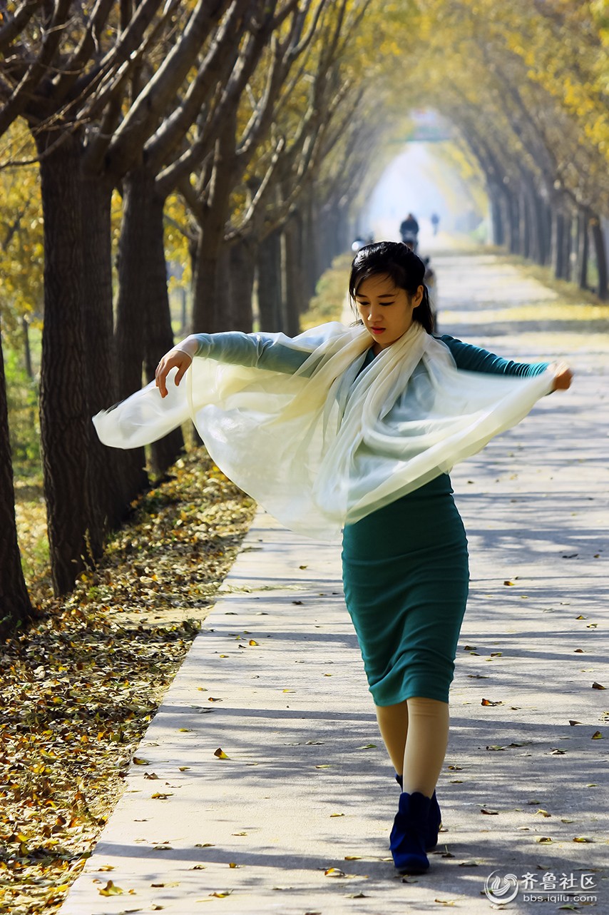 江苏邳州银杏林基地拍摄 - 枣庄老年文艺协会 