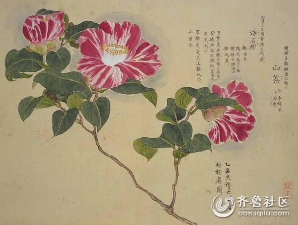 品读二十四番花信风第二信:山茶 东园三日雨兼风,桃李飘零扫地空。惟有山茶偏耐久,绿丛又放数枝红。(陆游诗)山茶花以它艳而不娇、鲜而不俗、凌寒坚忍、执着奔放的品格和情怀,深得我的喜爱。我不知道为什么对山茶花心动不已,山茶花往往象征忠贞不渝的爱情,而我早已过了赏花的年龄,早已把自己禁锢在婚姻和事业的围城中,无所谓进入城中,也无所谓逃出城外,毕竟我们每个人都不是自己的,小时候我们是父母的,长大后我们是妻子和孩子的,是国家和社会的。