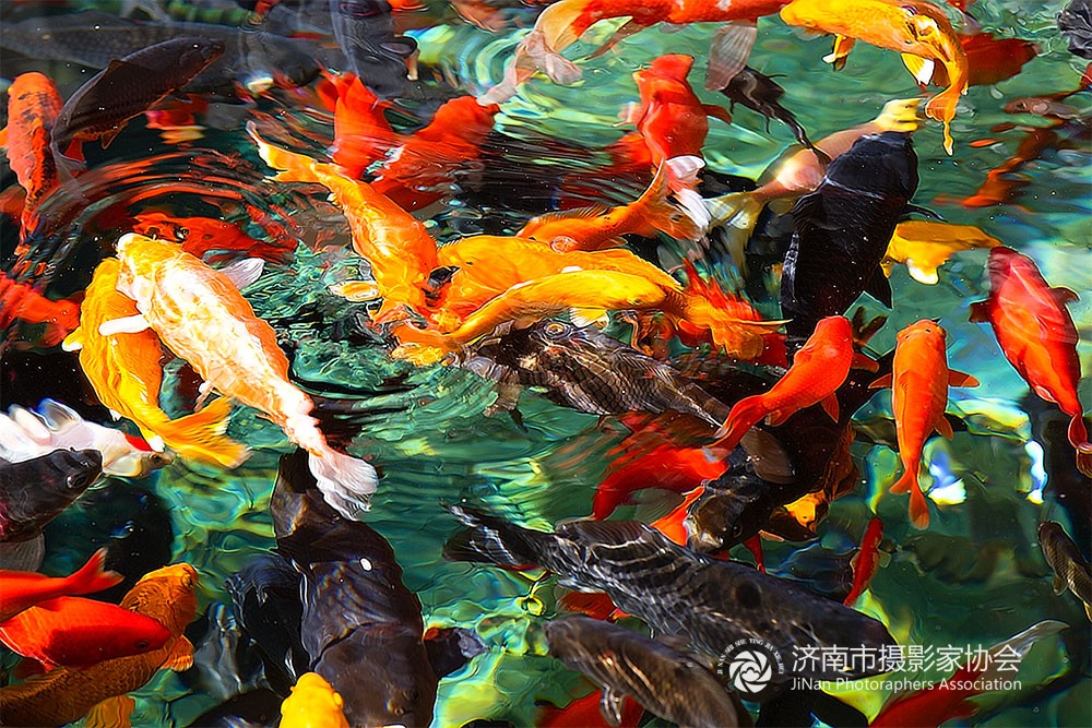 鱼翔浅底