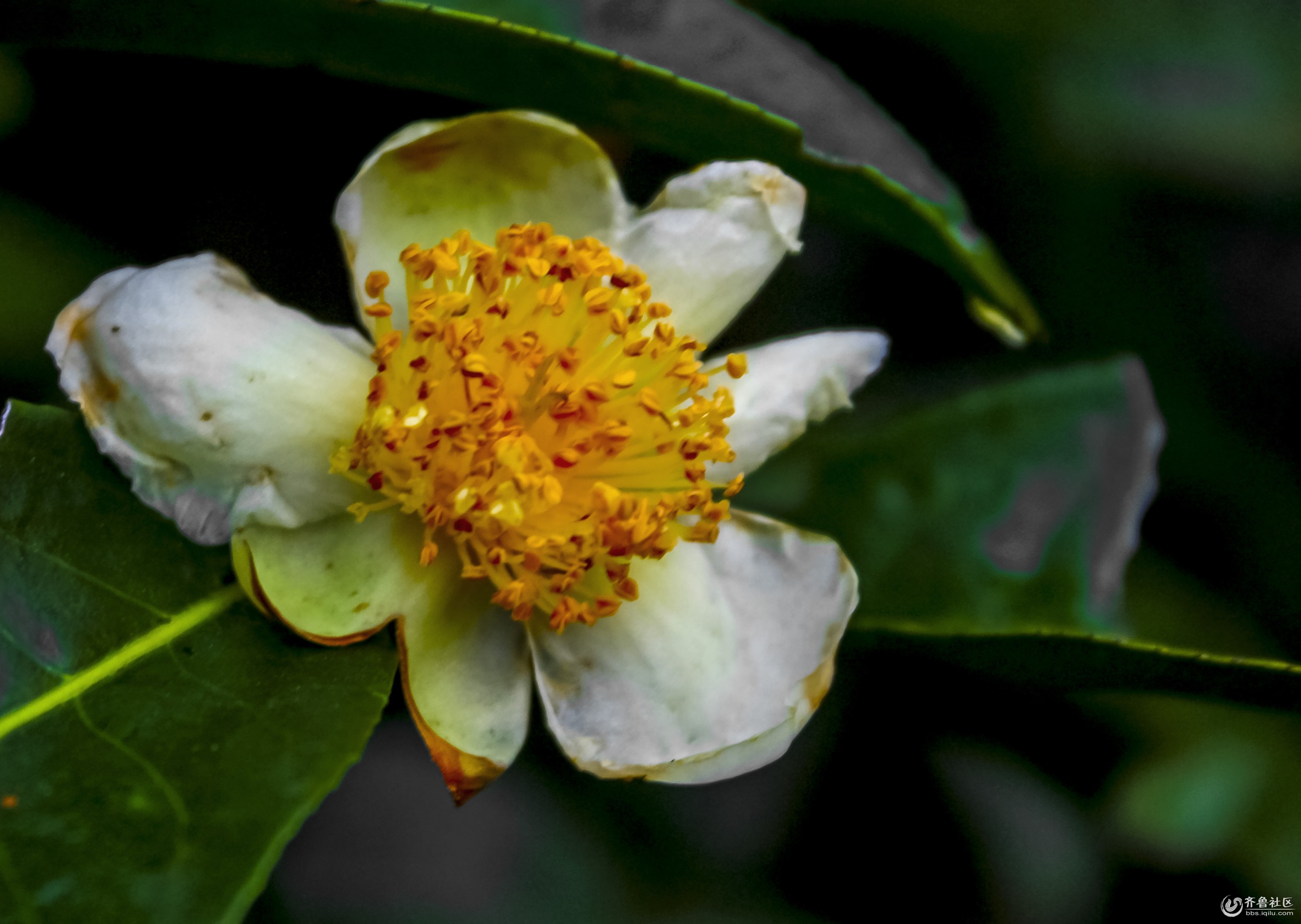 1普洱茶花