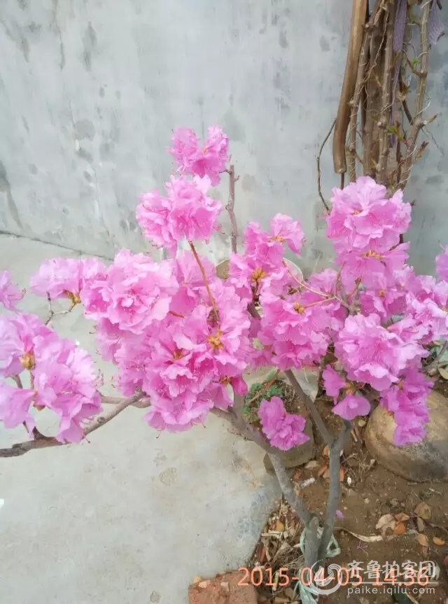 迎山红 - 临沂拍客 - 齐鲁社区 - 山东最大的城市